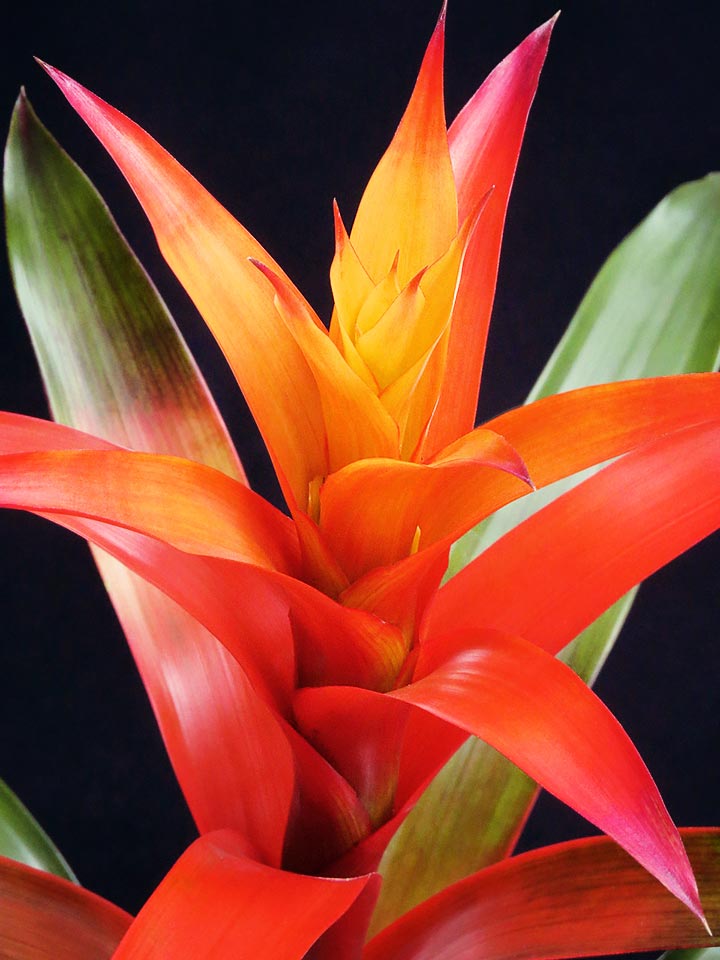 How to get a bromeliad to flower - Leavesnbloom Gardening & Photography