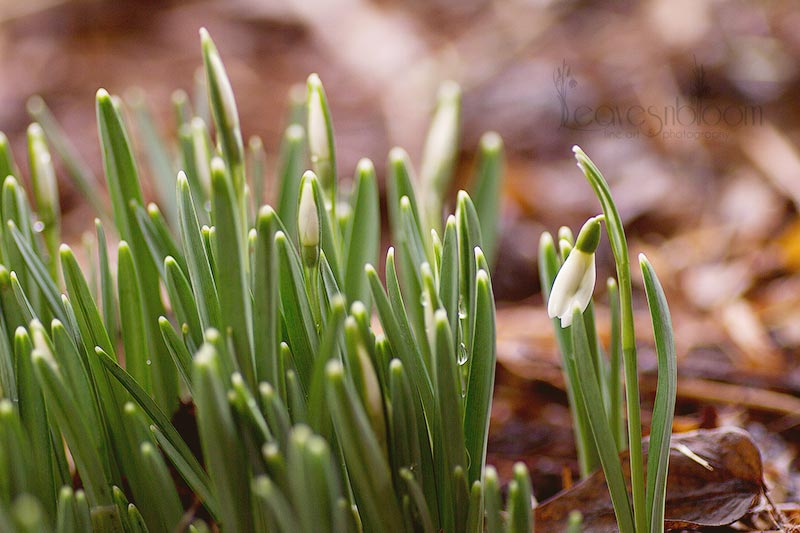 this is an image of snowdrops