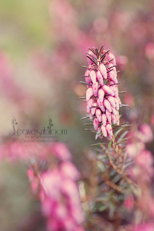 this is an image of pink flowering winter heather