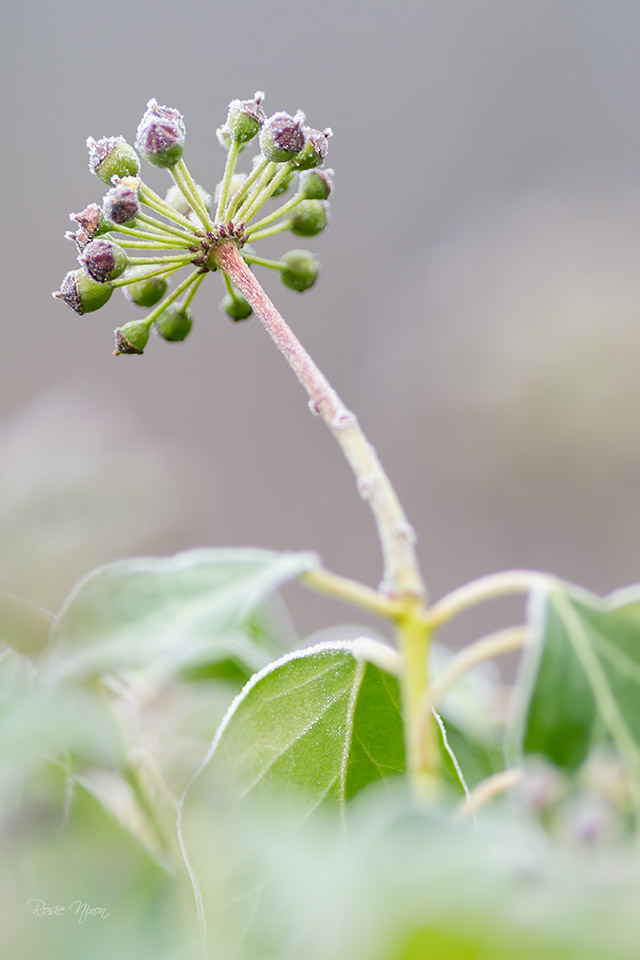this is an image of the adult fruits emerging from a blur of ivy leaves