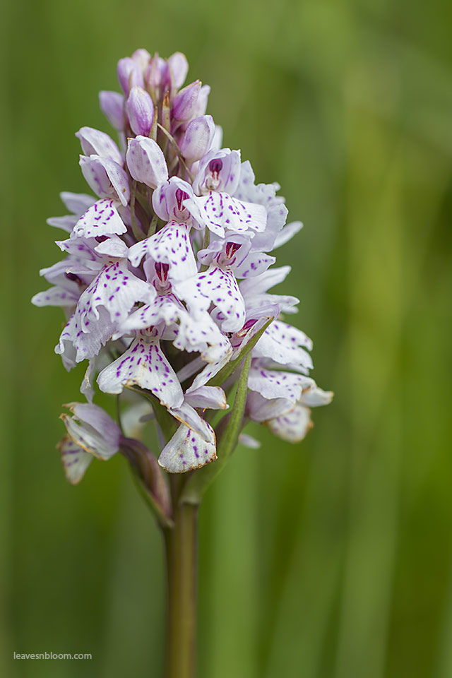 this is an image of the Scottish wildflower Dactylorhiza maculata - Heath Spotted-orchid