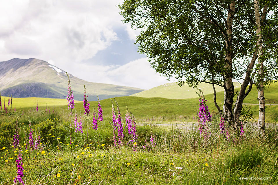 this is an image of the pink foxgloves growing on the hillside along the A82 road