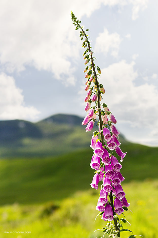 this is an image of Native Scottish Pink Foxgloves - Digitalis purpurea in flower in July along the A82