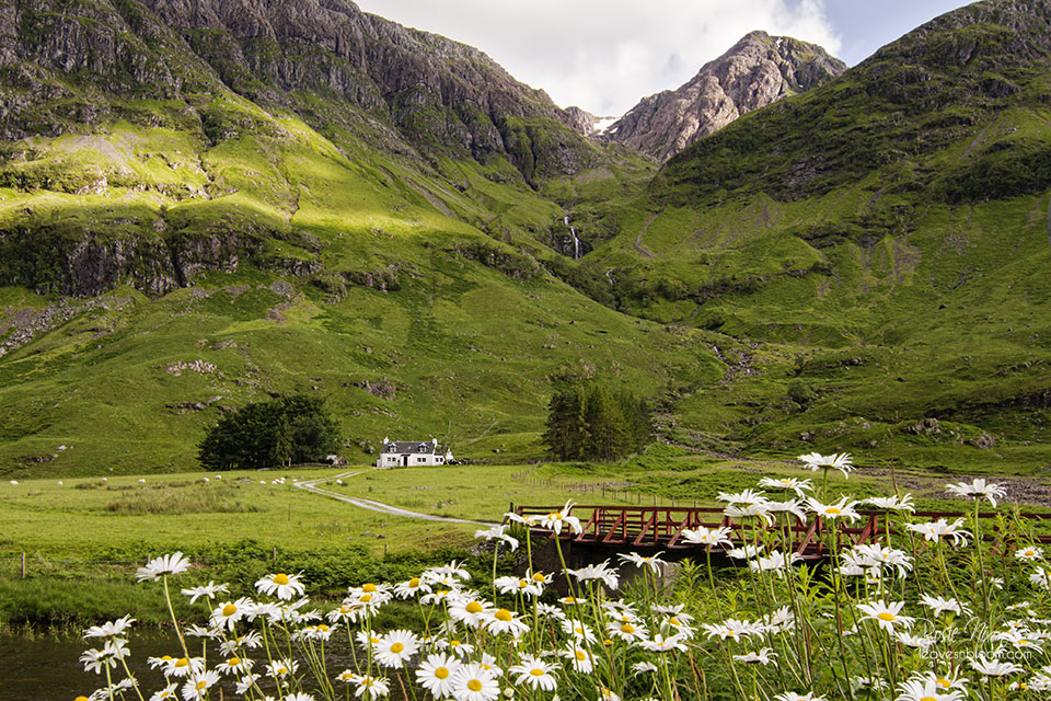 this is an image of white ox eyed daisies at Achnambeithach Cottage on the road to Glencoe
