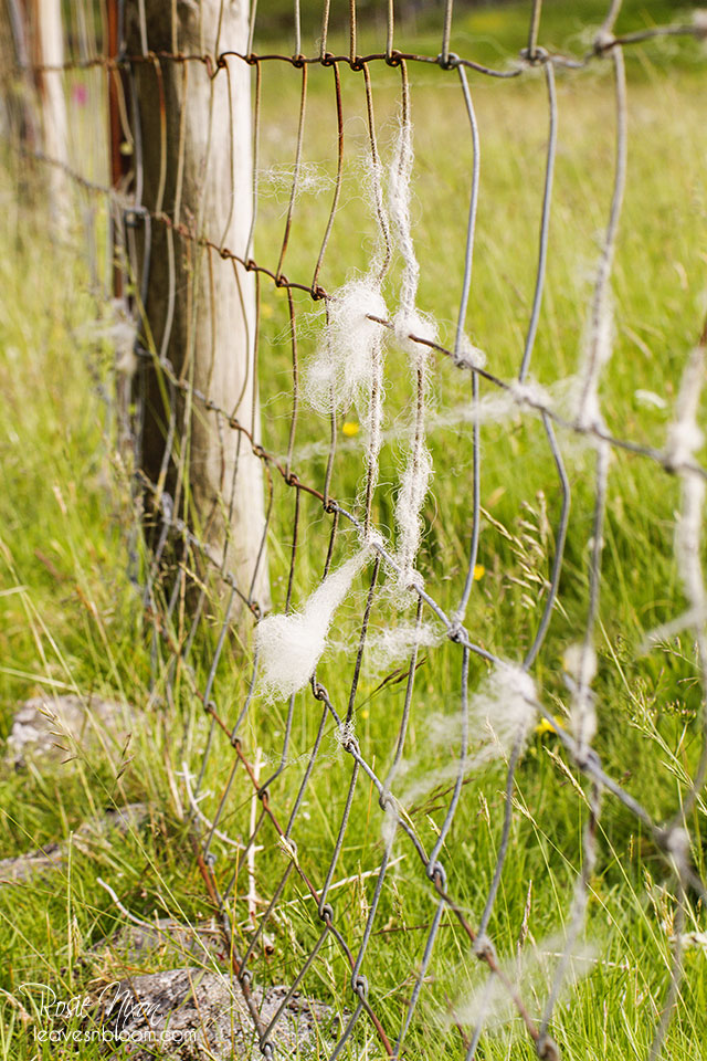 this is an image of a wire fence with lots of sheep wool attached