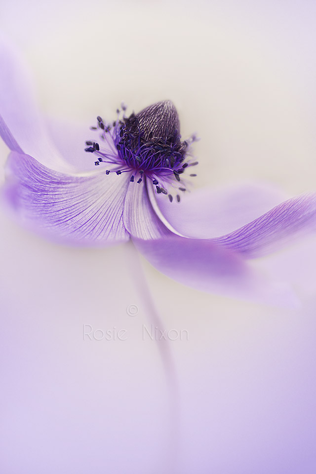 this is a fine art image of a single anemone flower