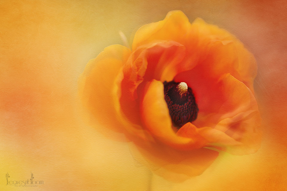 practical photography interview - orange ranunculus macro flower
