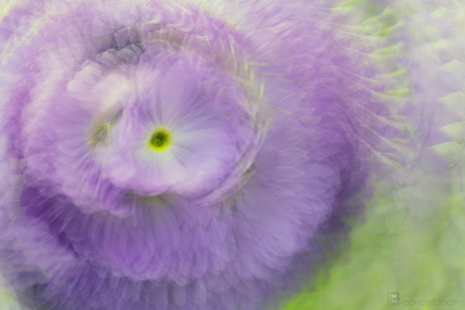 a single blue flowering drumstick primula with 9 layers of images blended together in camera - Flower Multiple Exposures