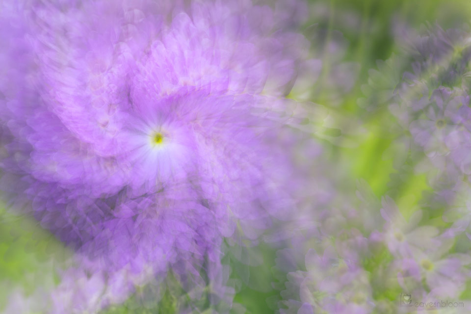 a purple Primula using the zoom pan technique - Flower Multiple Exposures