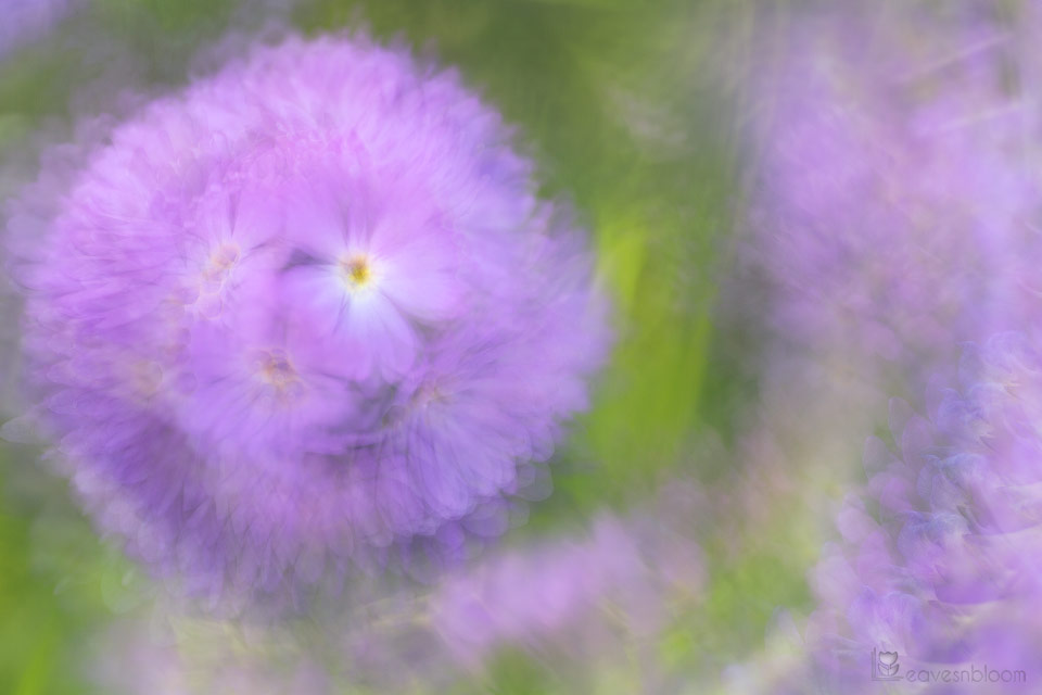 a single flower from a purple rosette of a drumstick primula - Flower Multiple Exposures