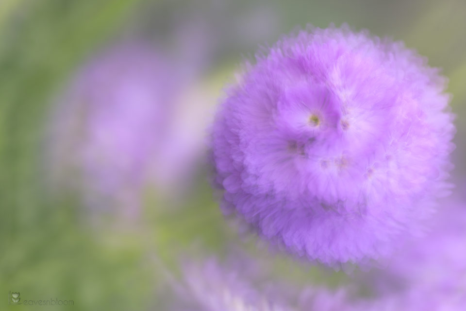 A purple single flower blurred using the swirl technique - Flower Multiple Exposures