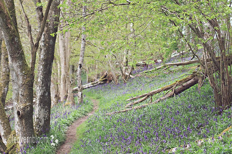 Bluebell wood pathway