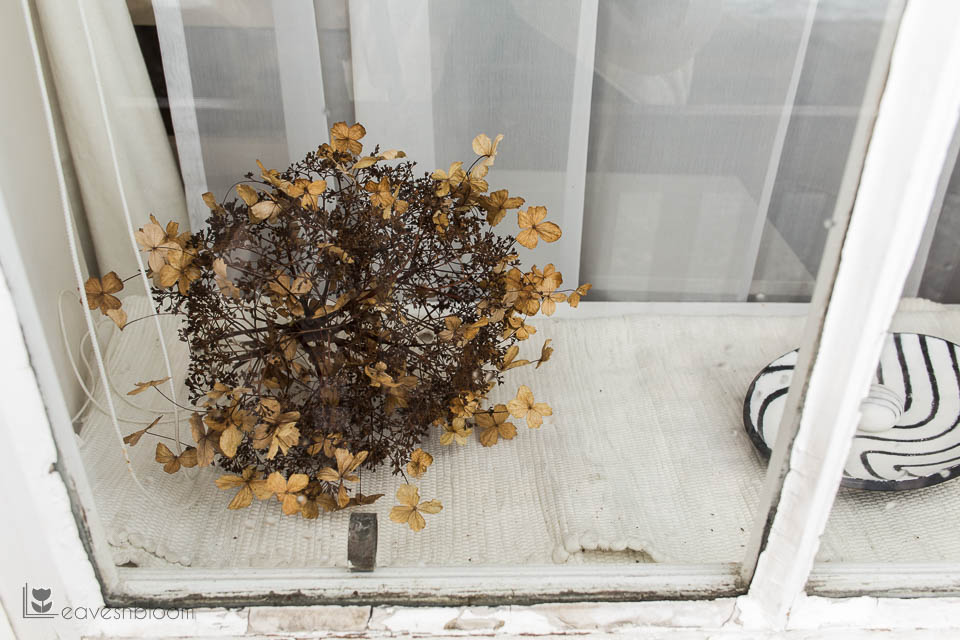 hydrangea dried on window sill