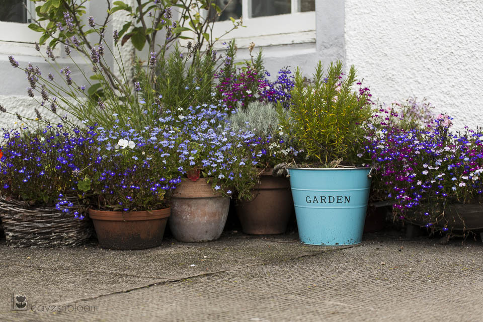 planted container garden pittenweem