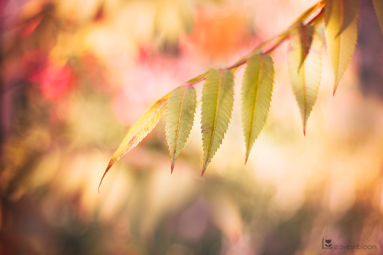 soft leaves against a bokeh of colour seen on Scott Kelby's Photowalk