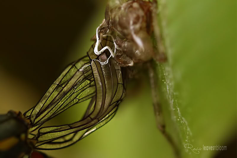 detail of the wings still emerging from the larval skelton