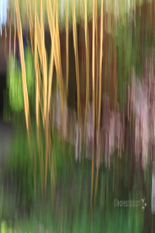 Impressionist painterly photographs - Panned vertically to reflect the shape of the bamboo canes