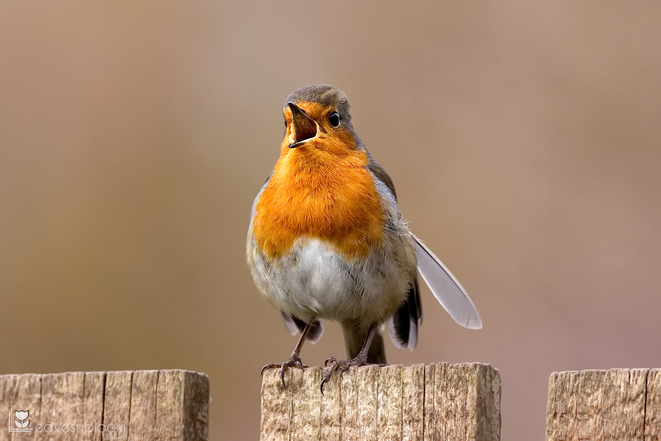 photographing garden birds - a robin singing on the fence