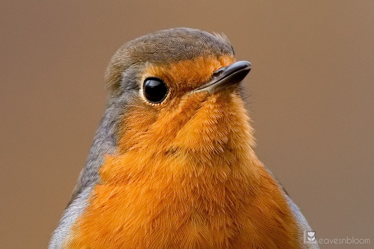 a close up of the feather detail on a robin