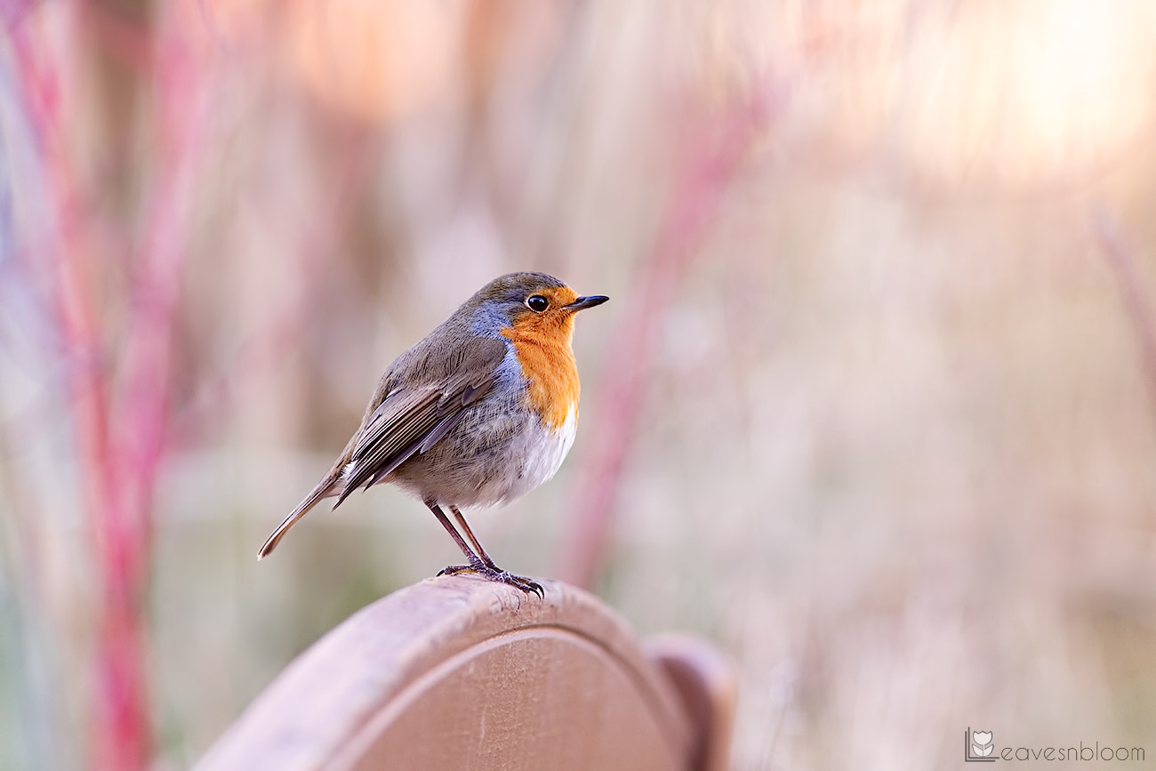 photographing garden birds - a robin standing on a garden bench