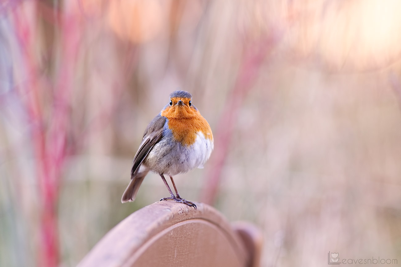 photographing garden birds - a robin looking at you