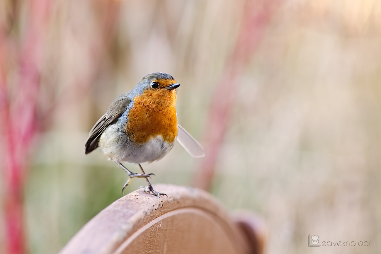 photographing garden birds - a robin standing on one leg