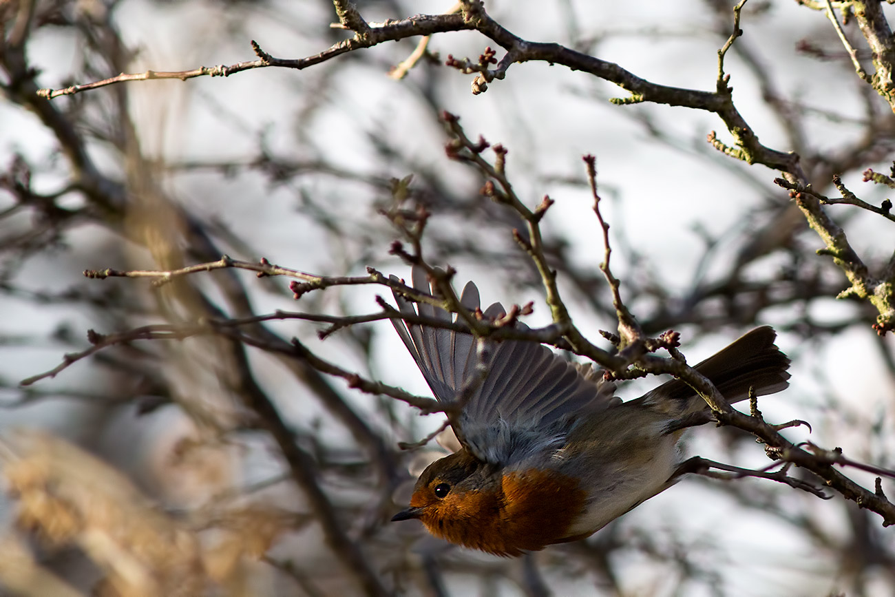 a robin in flight