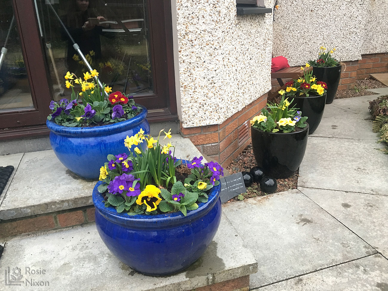 daffodils, primroses and pansies in planted containers 