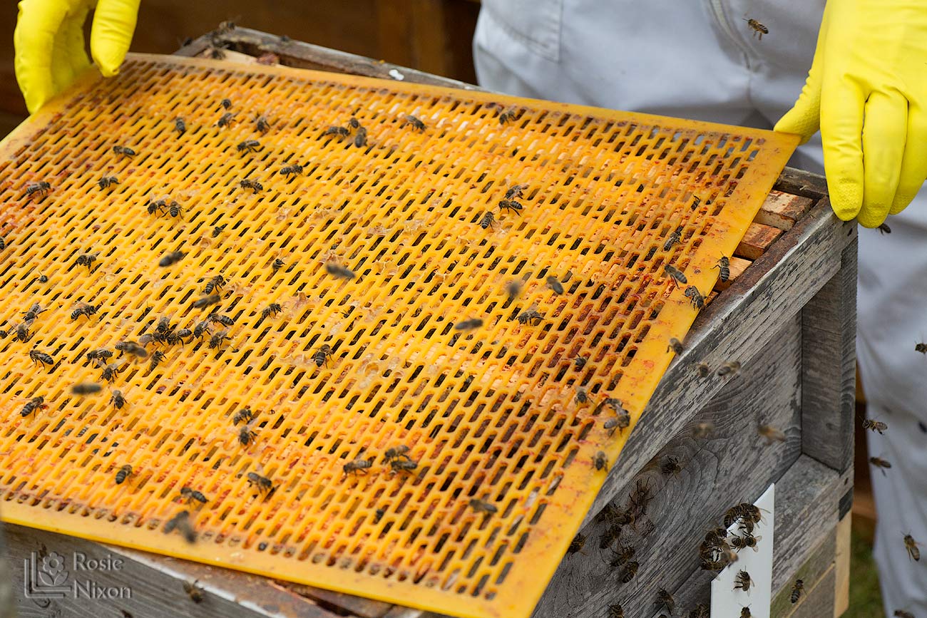 yellow queen bee excluder - bee happy ayr beekeepers gardening scotland