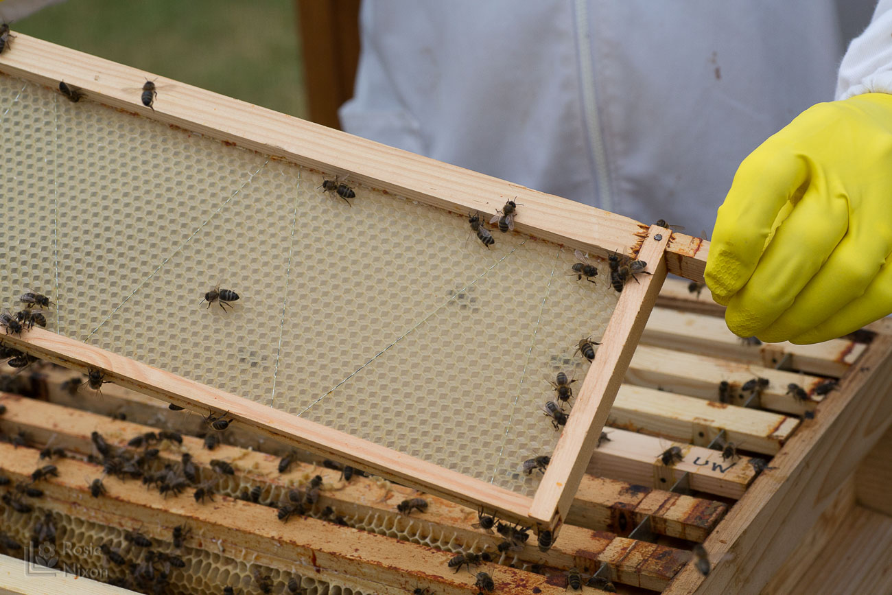 bee hive frame bee happy ayr beekeepers gardening scotland
