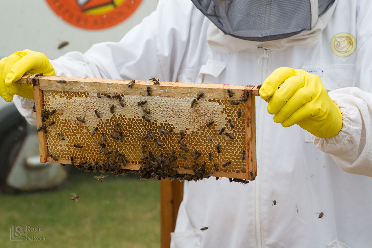 lots of bee activity - bee happy ayr beekeepers gardening scotland