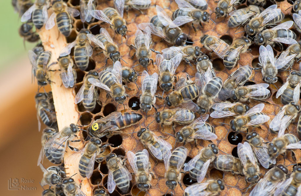queen bee nursery bee happy ayr beekeepers gardening scotland