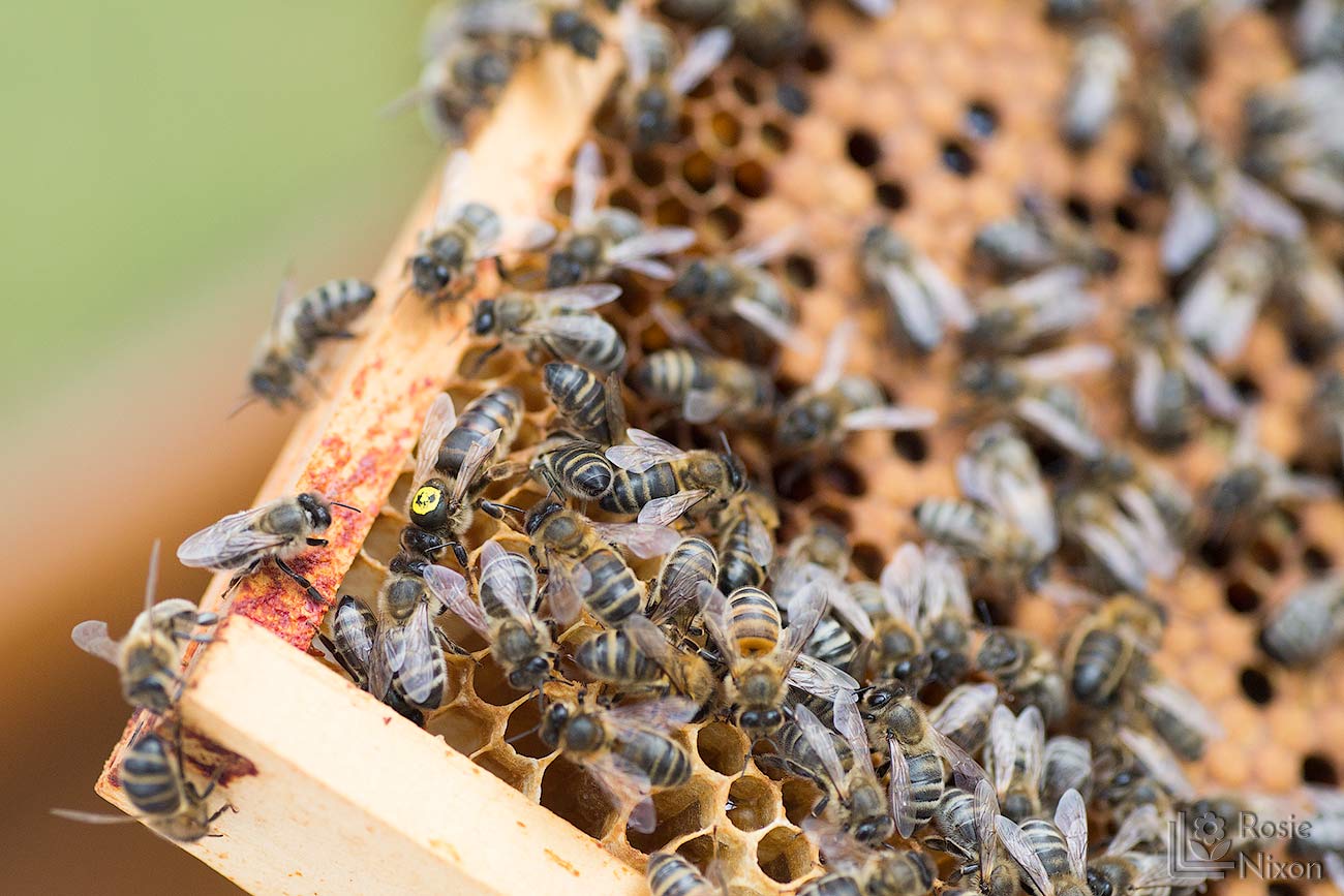 queen bee bee happy ayr beekeepers gardening scotland