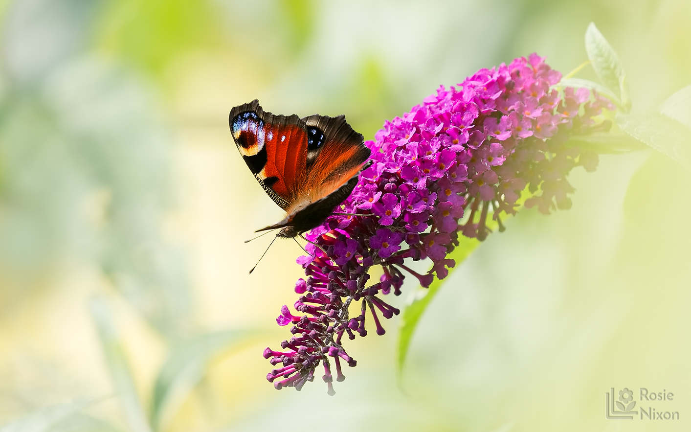 A peacock butterfly drinking nectar from a butterfly bush in summer.
